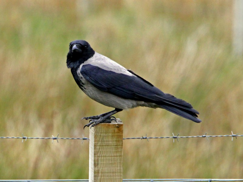 Hooded Crow
