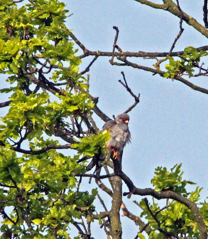 Red-footed Falcon