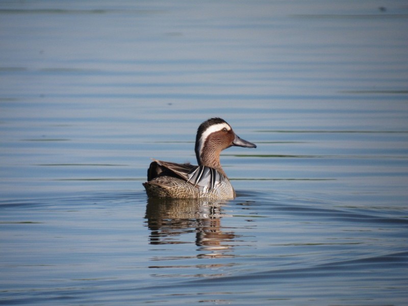 Garganey