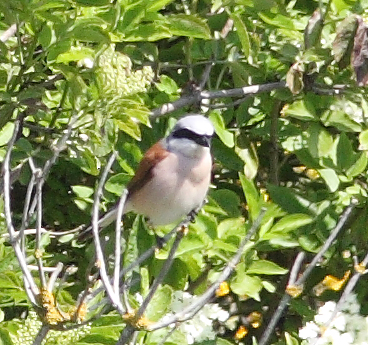 Red-backed Shrike