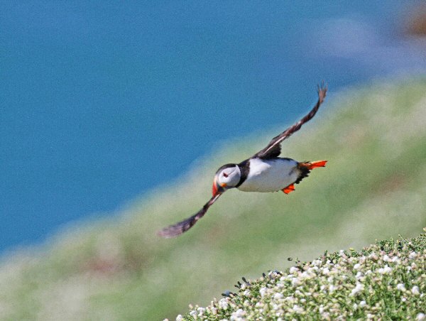 Puffin