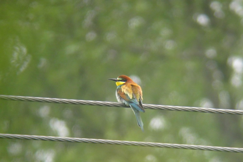 Bee-eater