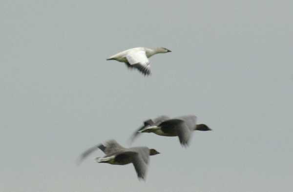 Ross's Goose