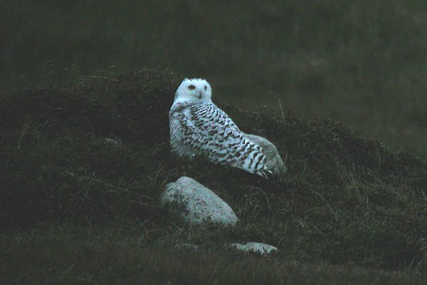 Snowy Owl