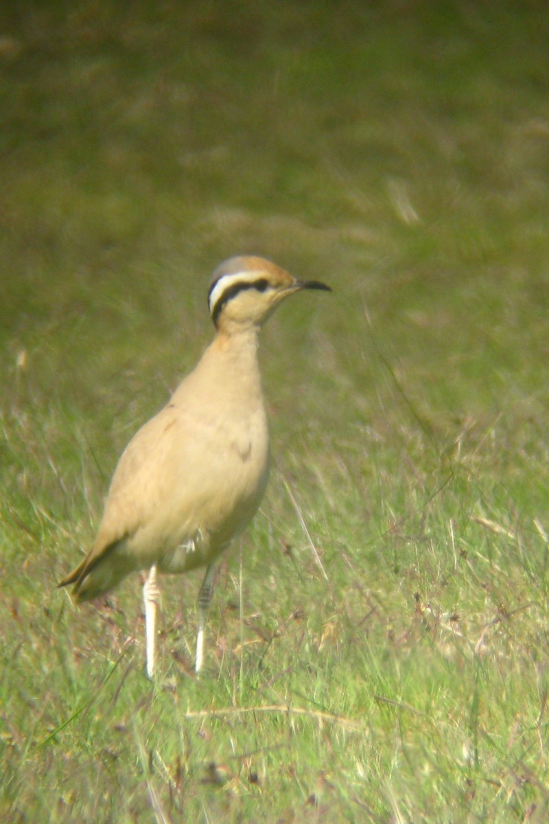 Cream-coloured Courser