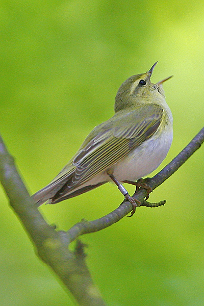 Wood Warbler