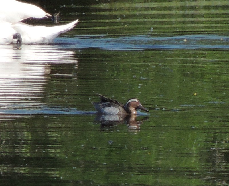 Garganey