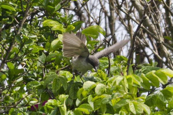 Orphean Warbler