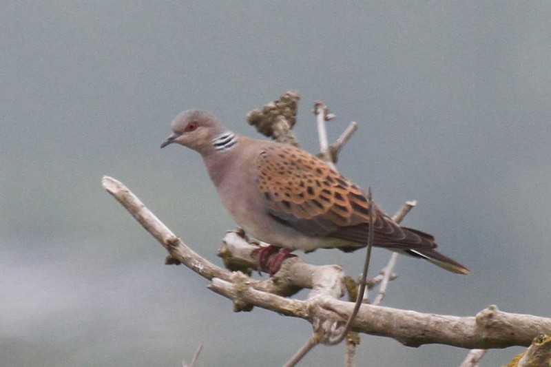 Turtle Dove