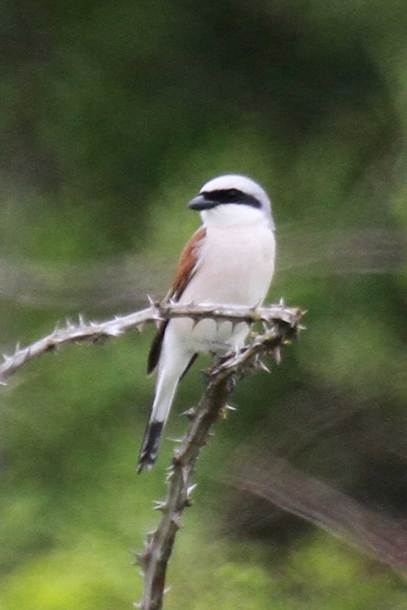 Red-backed Shrike