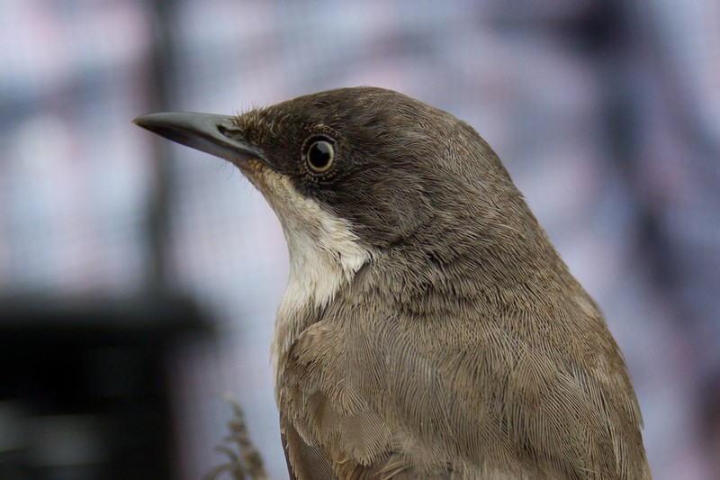 Orphean Warbler