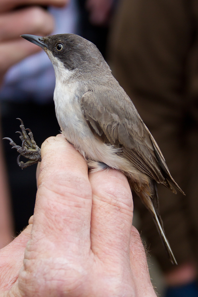 Orphean Warbler