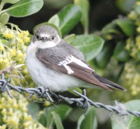 Collared Flycatcher