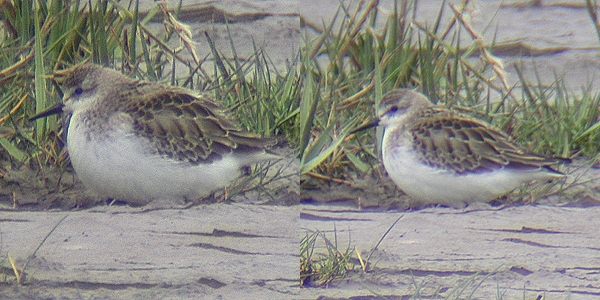Semipalmated Sandpiper