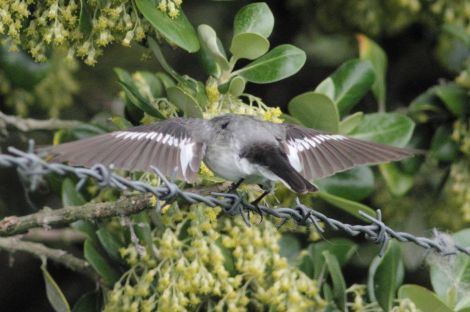 Collared Flycatcher