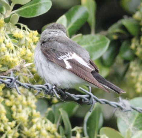 Collared Flycatcher