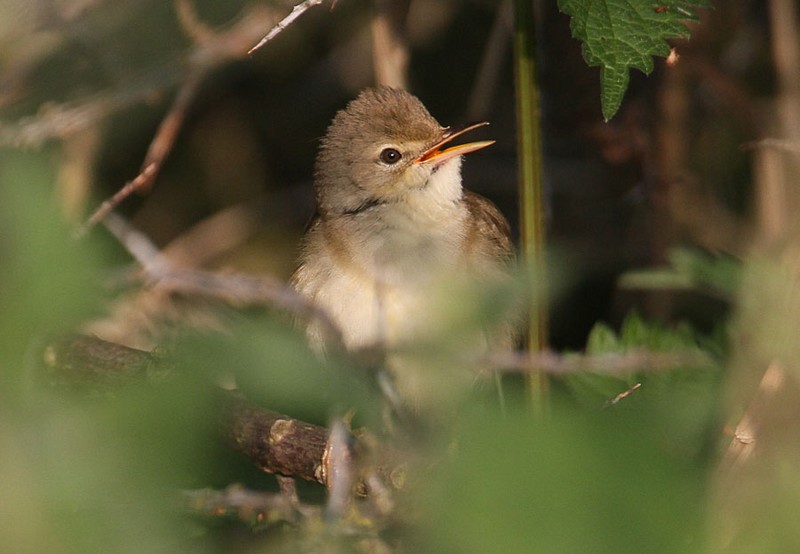 Marsh Warbler