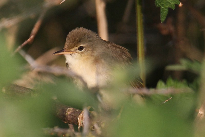 Marsh Warbler