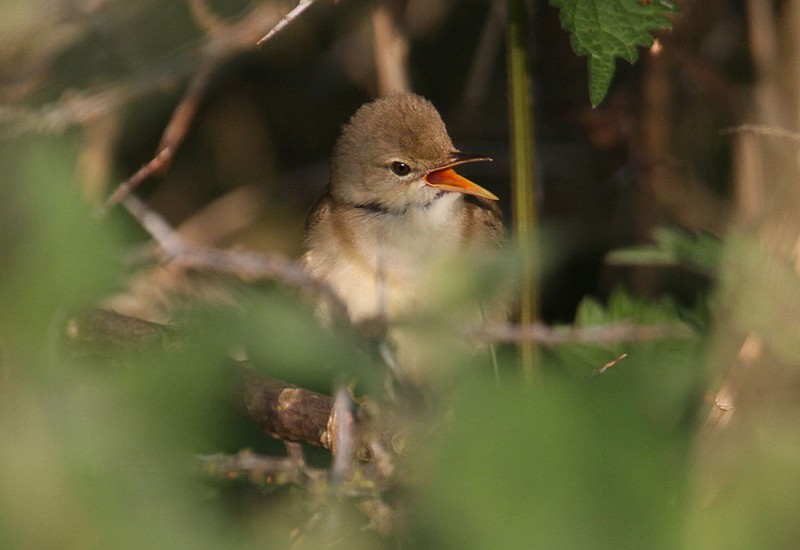 Marsh Warbler