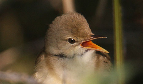 Marsh Warbler