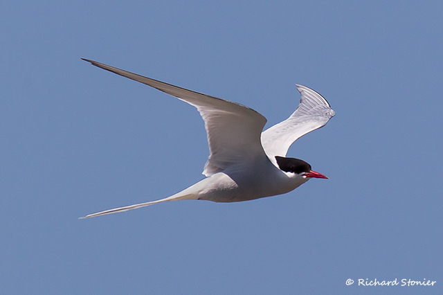 Arctic Tern