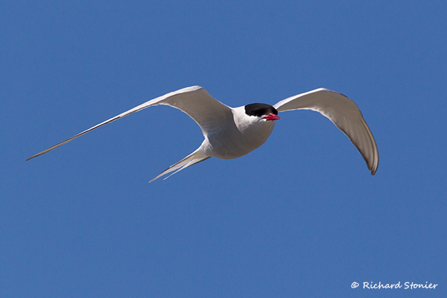 Arctic Tern