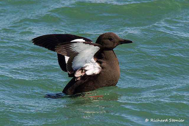 Black Guillemot