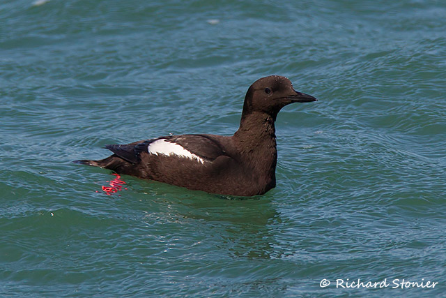 Black Guillemot