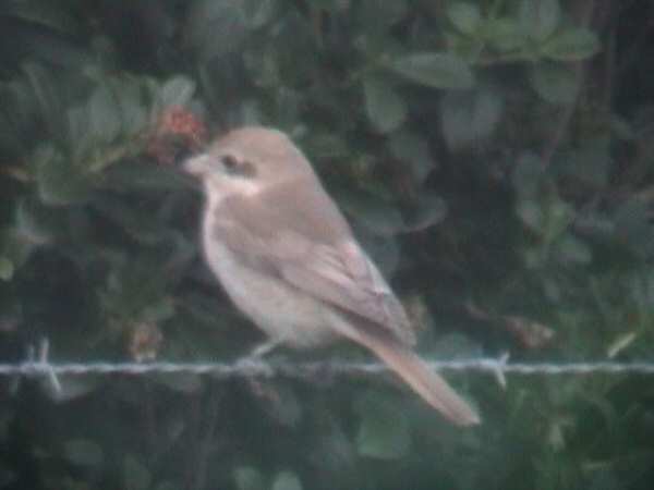 Isabelline Shrike