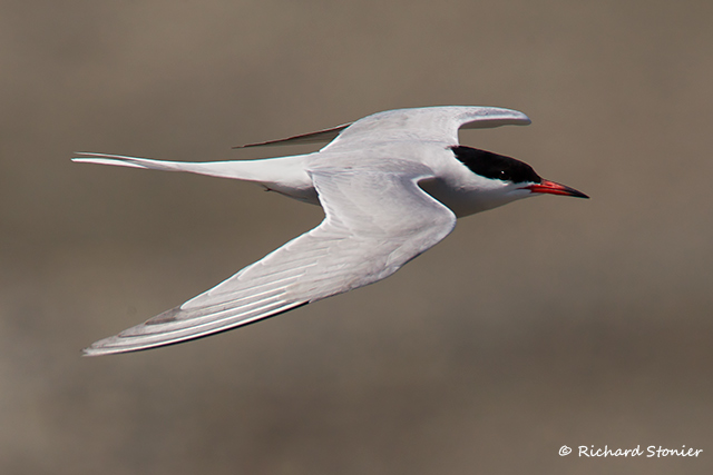 Common Tern
