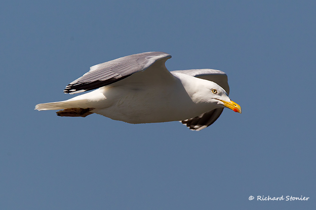 Herring Gull