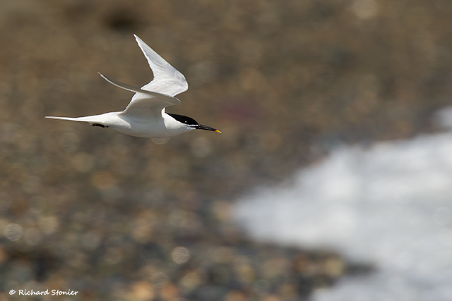 Sandwich Tern