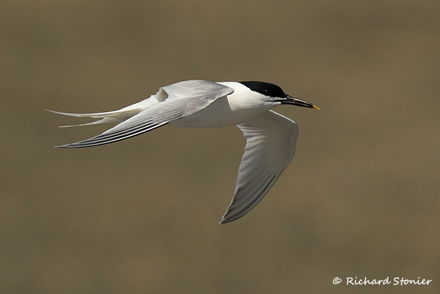 Sandwich Tern