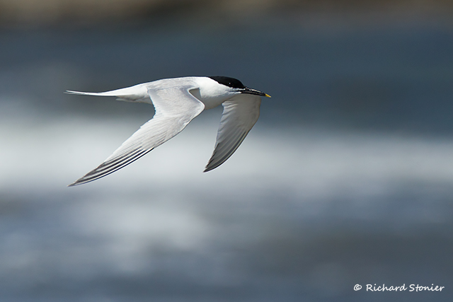 Sandwich Tern