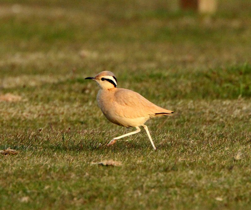 Cream-coloured Courser