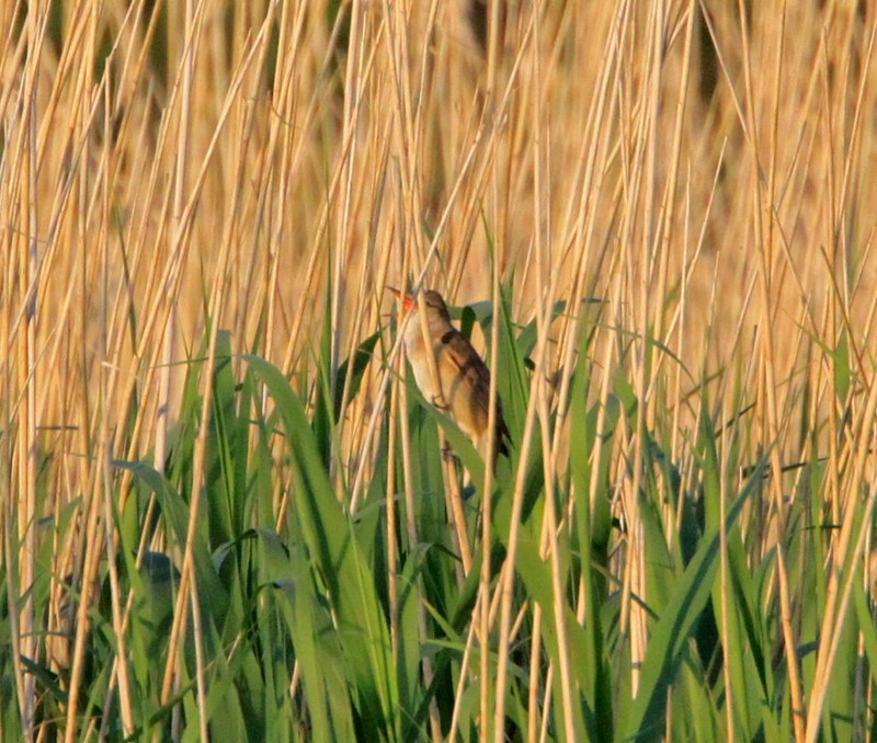 Great Reed Warbler