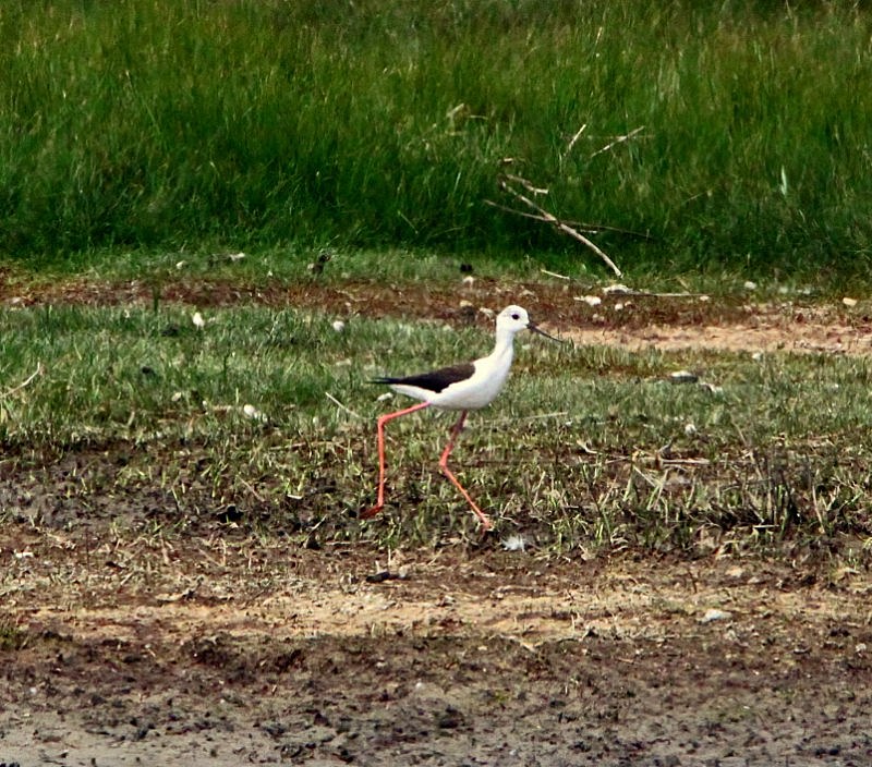 Black-winged Stilt