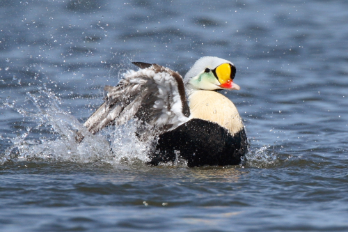 King Eider