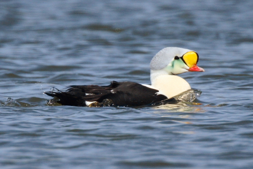 King Eider