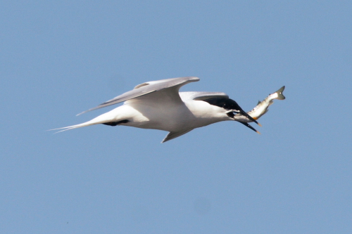 Sandwich Tern