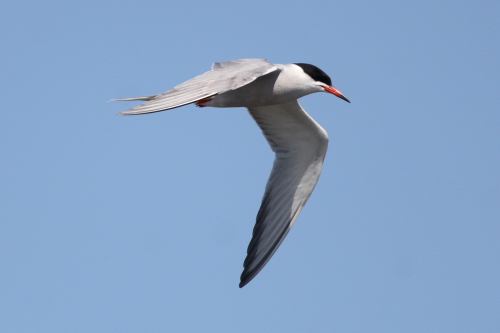 Common Tern