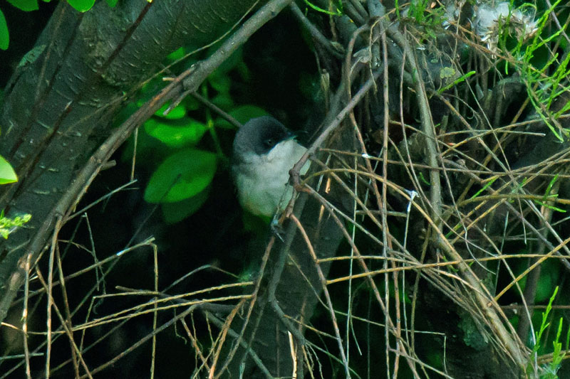 Orphean Warbler