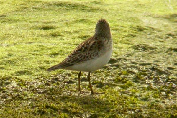 Least Sandpiper