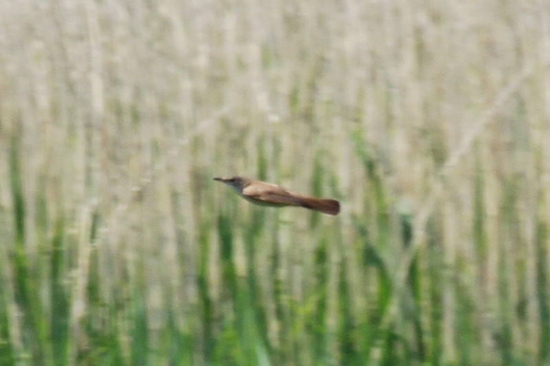 Great Reed Warbler