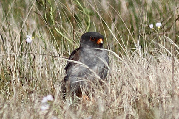 Red-footed Falcon