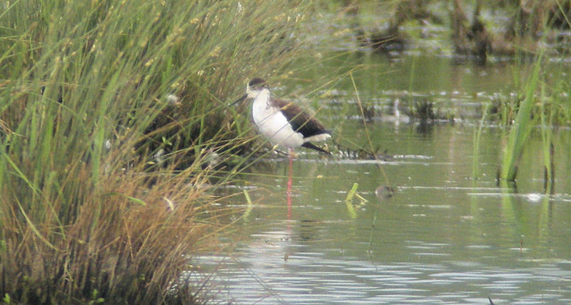Black-winged Stilt