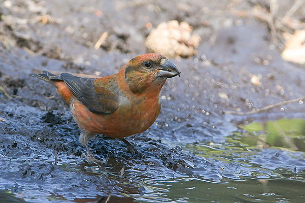 Common Crossbill