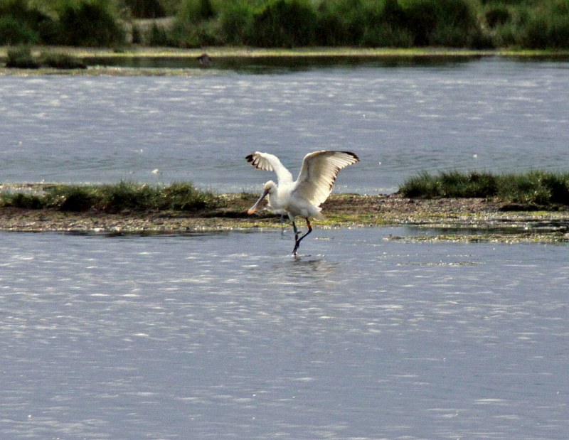 Spoonbill