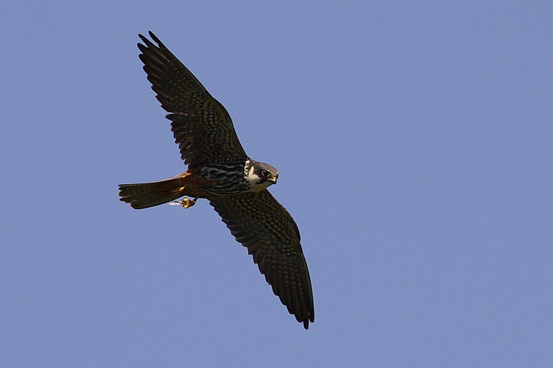Hobby