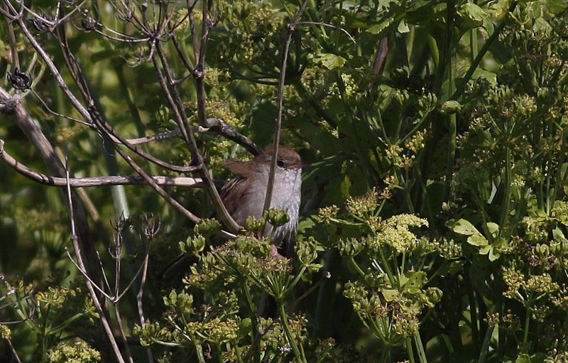 Cetti's Warbler